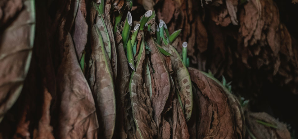 Sigari Honduregni e Nicaraguensi